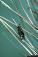 Neodiprion sertifer