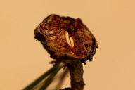 Trisetacus pini  pini