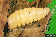 Rhynchaenus fagi