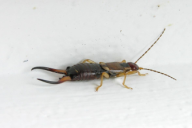 Forficula auricularia
