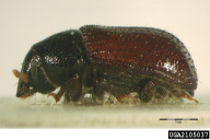 Tomicus minor