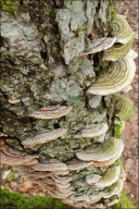 Stereum hirsutum