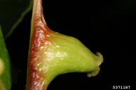 Pemphigus bursarius