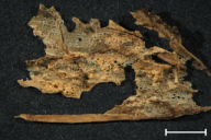 Aecidium erythronii