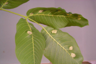 Aceria erinea