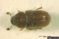 Ernoporus tiliae