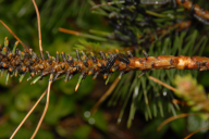 Neodiprion sertifer