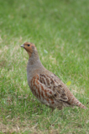 Perdix perdix