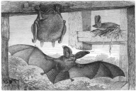 Plecotus auritus