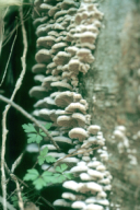 Schizophyllum commune