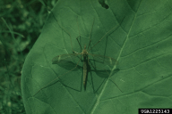Tipula