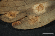 Aecidium aquilegiae