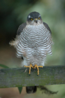 Accipiter nisus