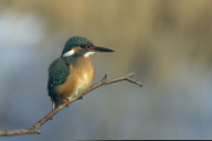 Alcedo atthis