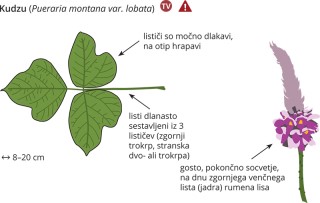 Pueraria montana var. lobata