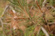 Sphaeropsis sapinea