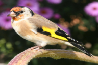 Carduelis carduelis
