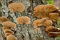 Stereum hirsutum