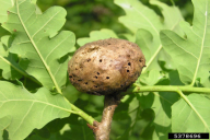 Biorhiza pallida
