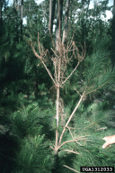 Gibberella circinata