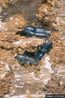Ips sexdentatus