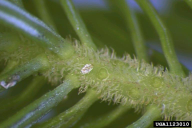 Mindarus abietinus