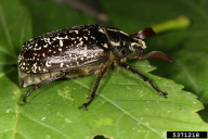 Polyphylla fullo