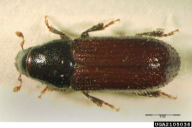 Tomicus minor