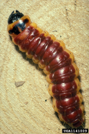 Cossus cossus