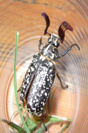 Polyphylla fullo
