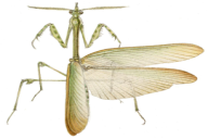 Empusa fasciata