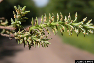 Melampsorella caryophyllacearum