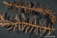 Aecidium elatinum