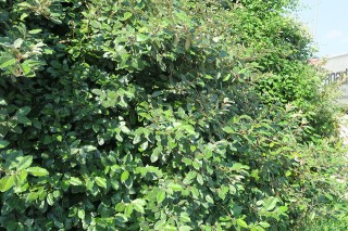 Elaeagnus pungens