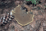 Phaeolus schweinitzii