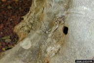 Anoplophora chinensis