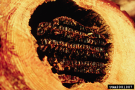 Apis mellifera