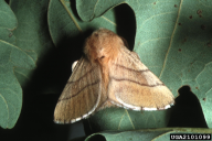 Malacosoma neustria