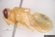 Apis mellifera