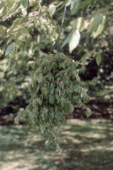Taphrina carpini