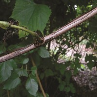 Vitis vulpina