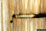 Hylecoetus dermestoides