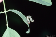 Nematus tibialis