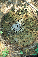 Calcophora mariana