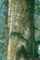 Ips sexdentatus