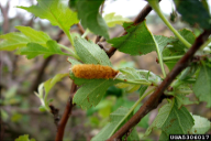 Euproctis chrysorrhoea