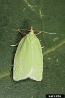 Tortrix viridana