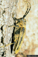 Saperda carcharias