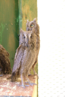 Otus scops
