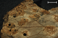 Aecidium ficariae